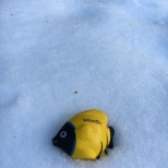 Fin The Yellow playing in the snow...did we mention we have ski passes for the office